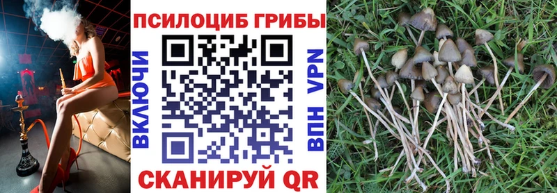Купить где  Павловский Посад  Псилоцибиновые грибы прущие грибы 